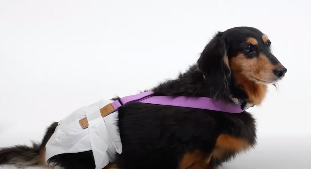 How to Fit Your Dog with Suspenders