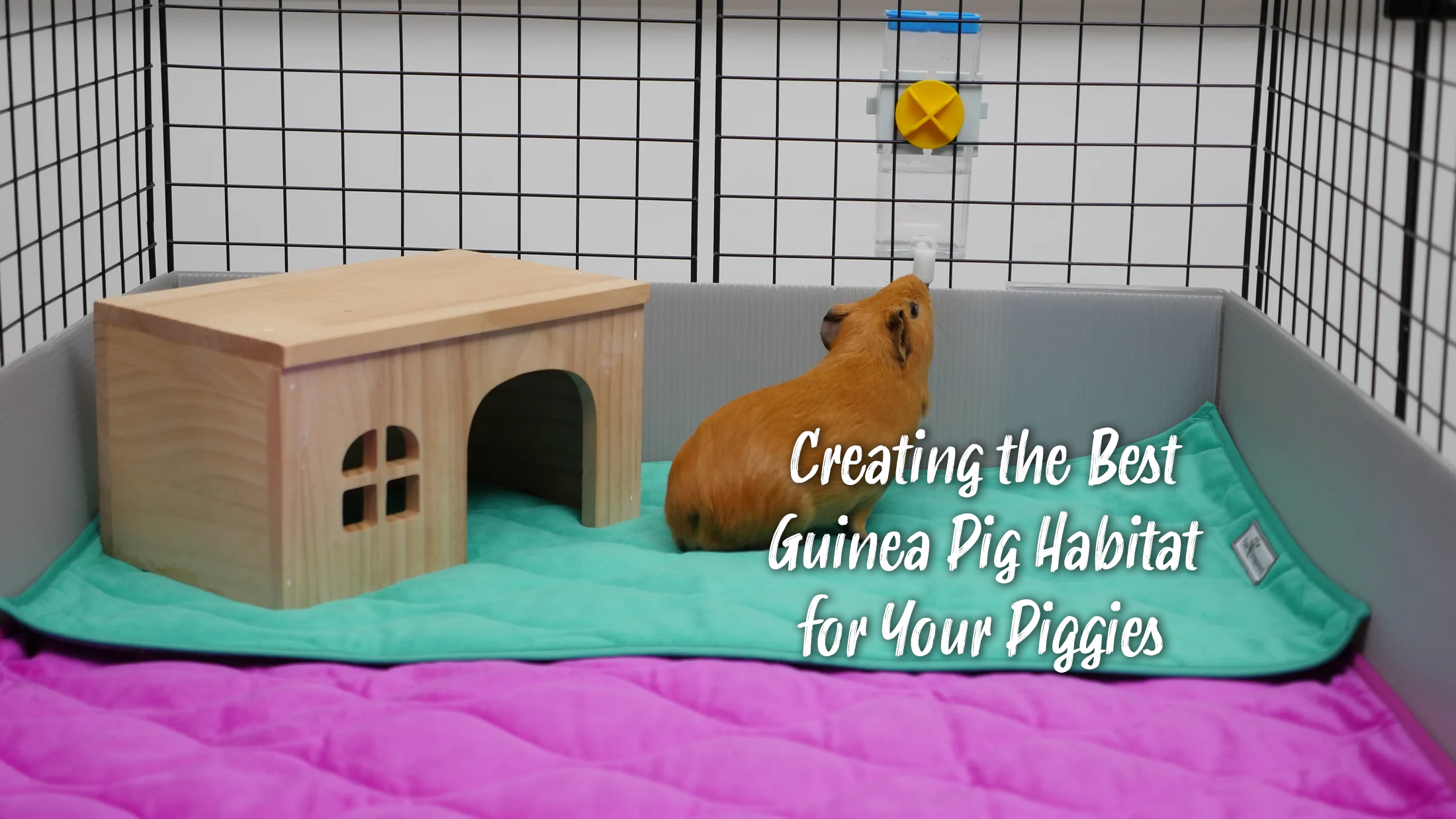 Guinea shops pig habitat cage