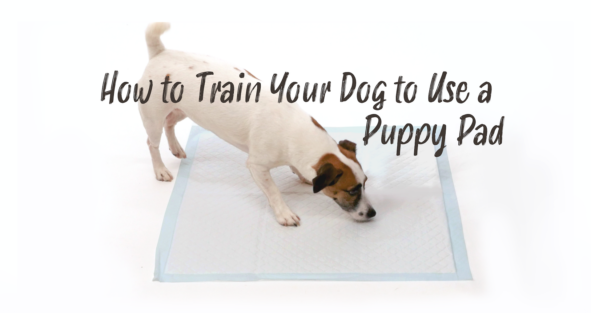 How do you train a puppy to use puppy pads clearance