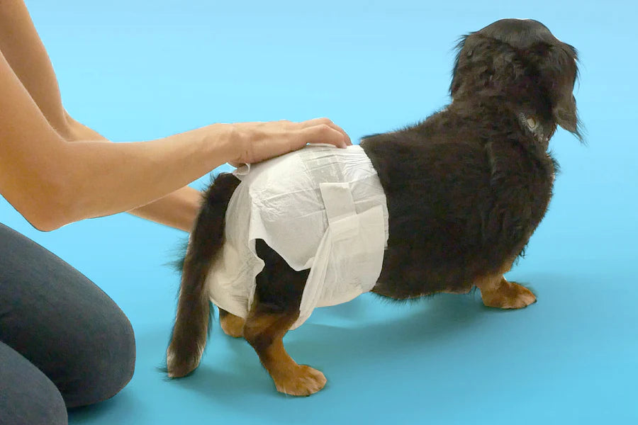 Dog Diapering 101: How to Change Your Pet's Diaper