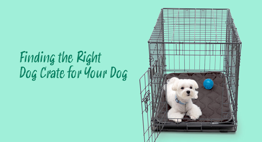 White Maltese Dog in Crate with Paw Inspired Crate Mat