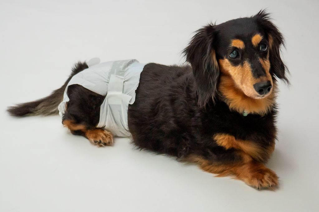How to Choose the Right Size and Put on a Disposable Dog Diaper