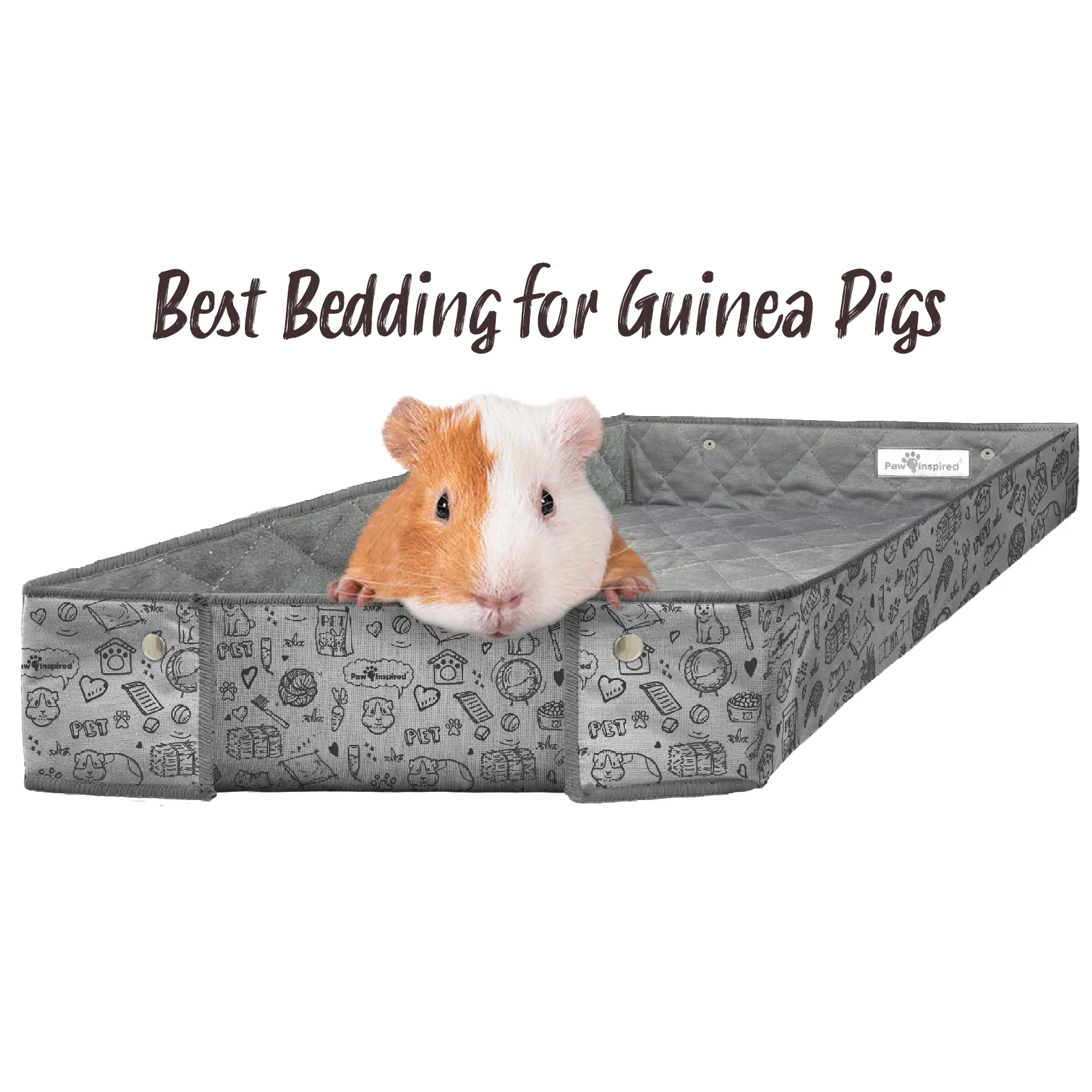 Best Bedding for Guinea Pigs – Paw Inspired