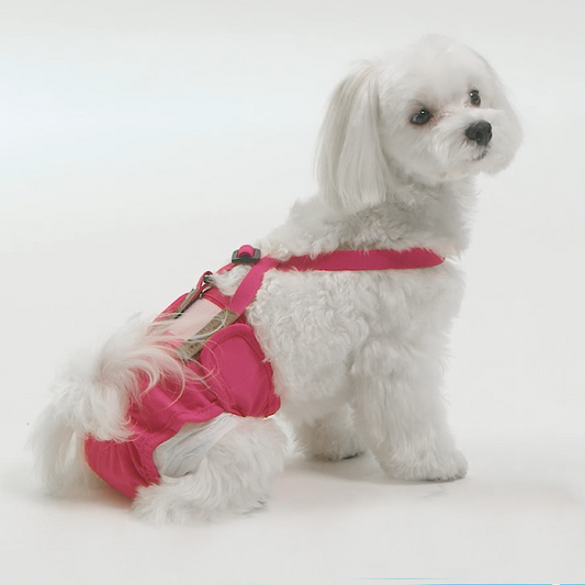 White Maltese Dog in Pink Washable Diapers and Suspenders