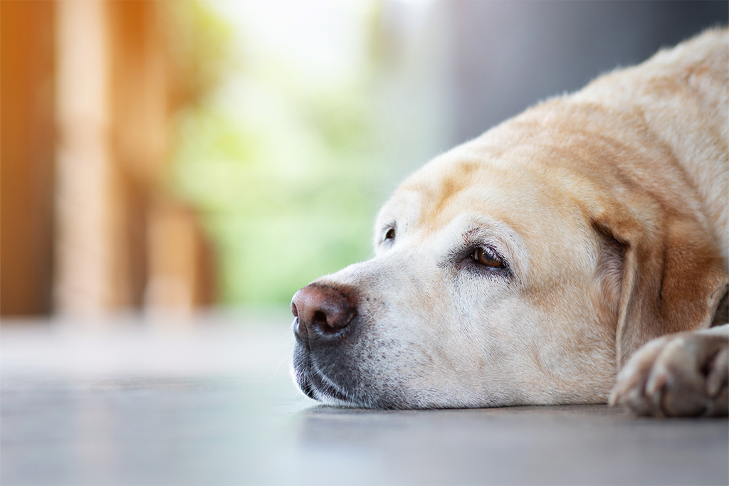 Incontinence in Senior Dogs