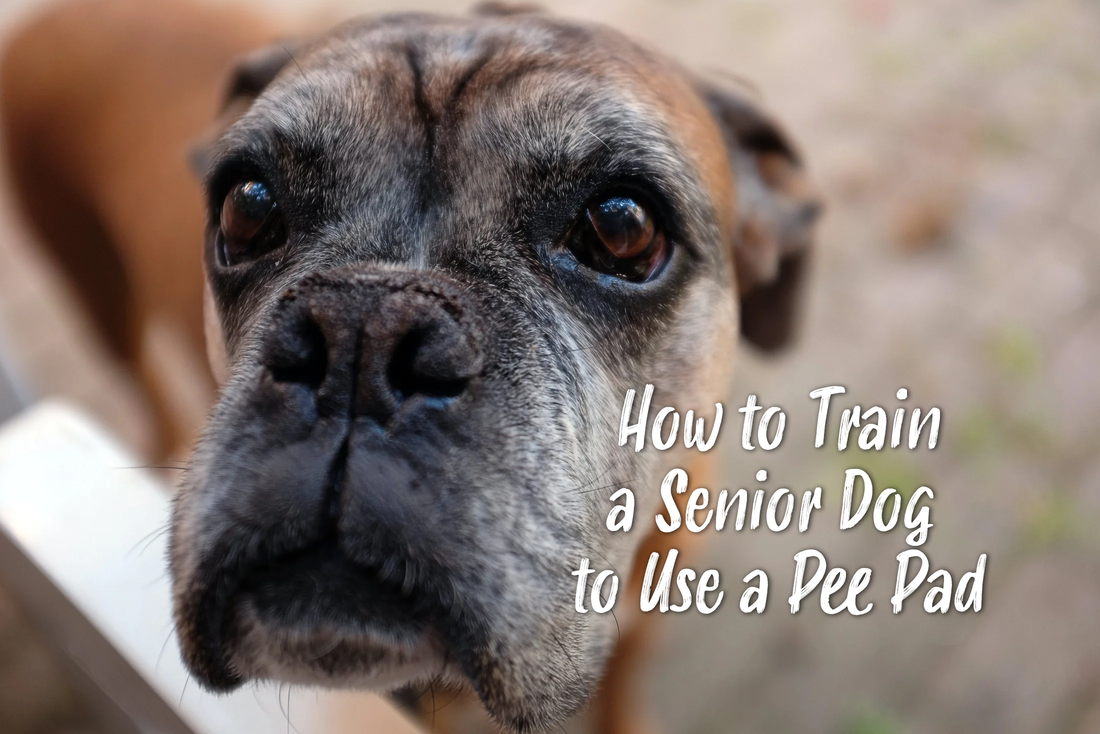 How to Train a Senior Dog to Use a Pee Pad Paw Inspired