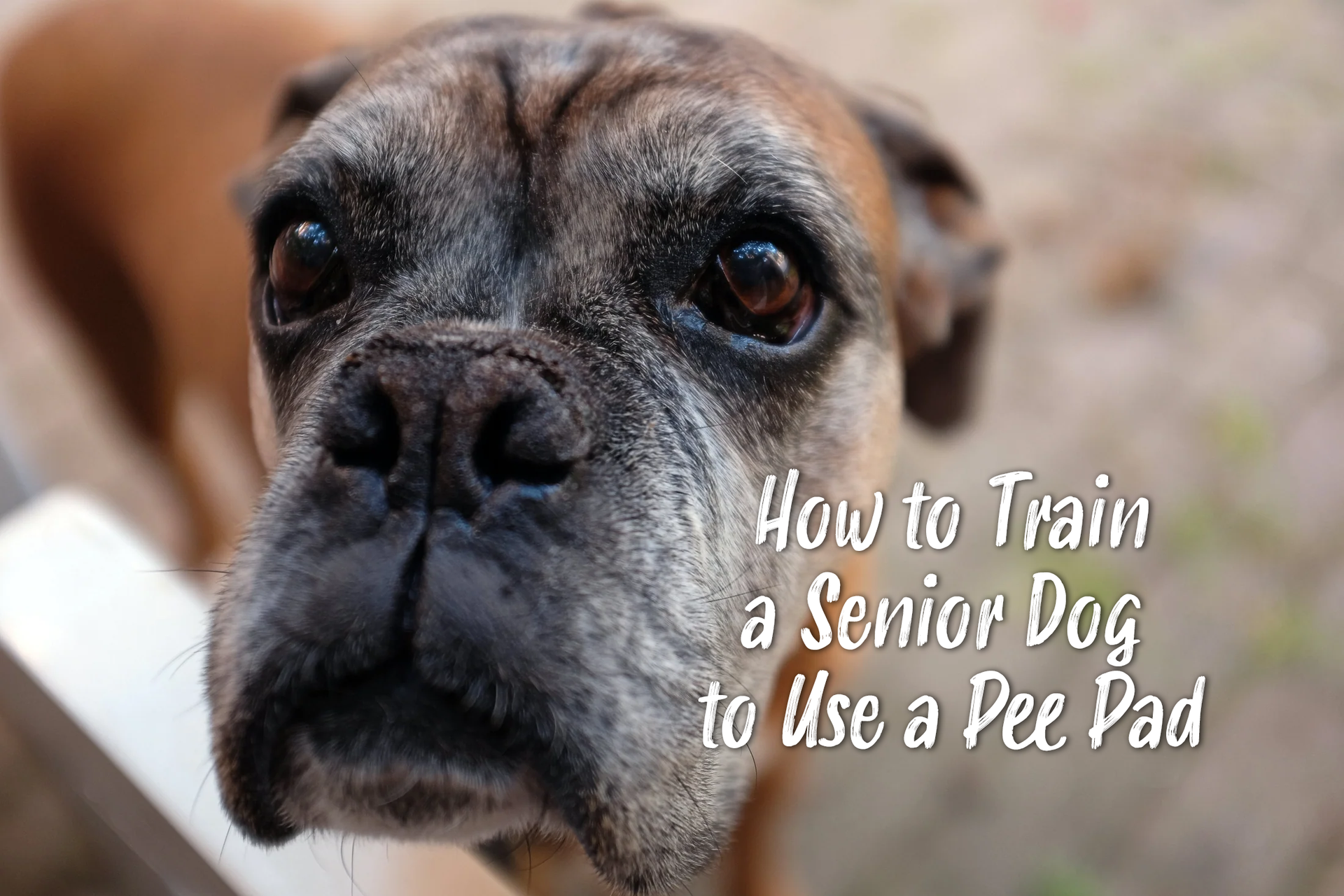 How to Train a Senior Dog to Use a Pee Pad Paw Inspired