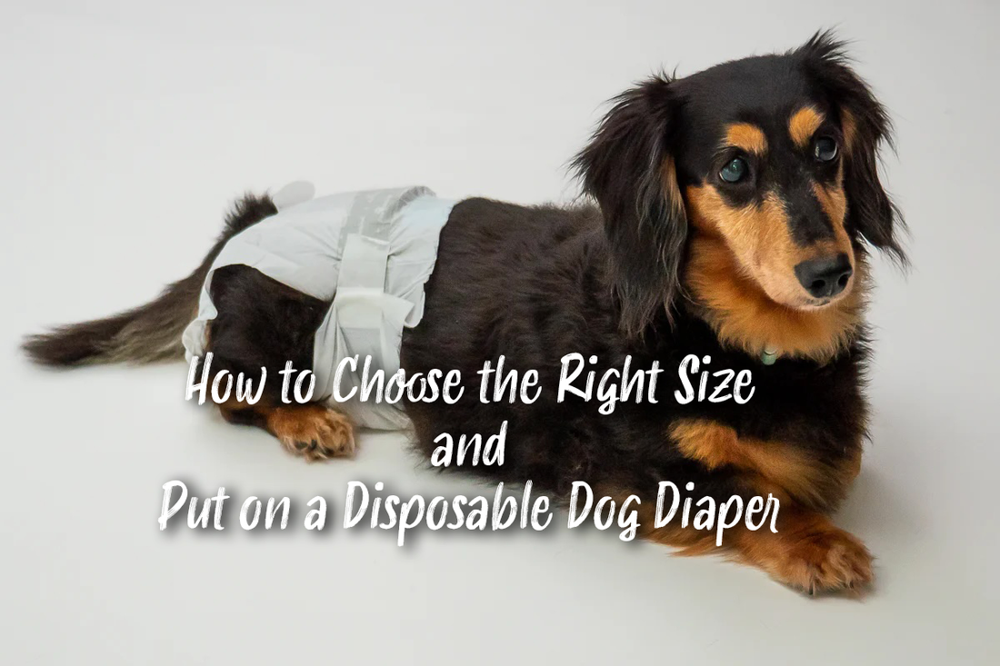 How to Choose the Right Size and Put on a Disposable Dog Diaper Paw Inspired