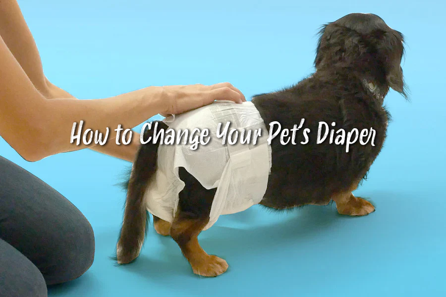 Dog Diapering 101: How to Change Your Pet's Diaper