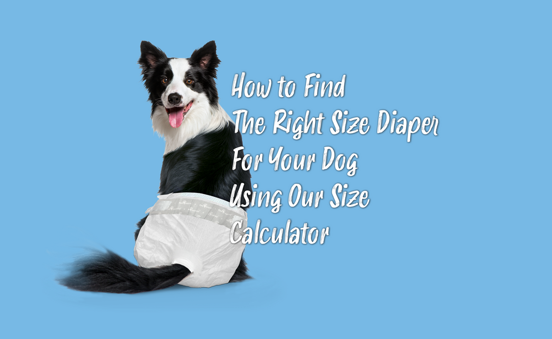 How to Choose the Right Dog Diaper Size with Our Size Calculator Paw