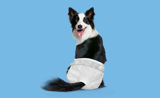 How to Find the Right Size Diaper for Your Dog: Using Our Size Calculator