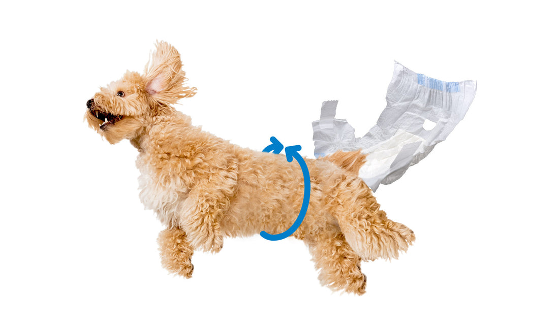 Four Easy Steps to Fit Your Dog with Dog Diapers
