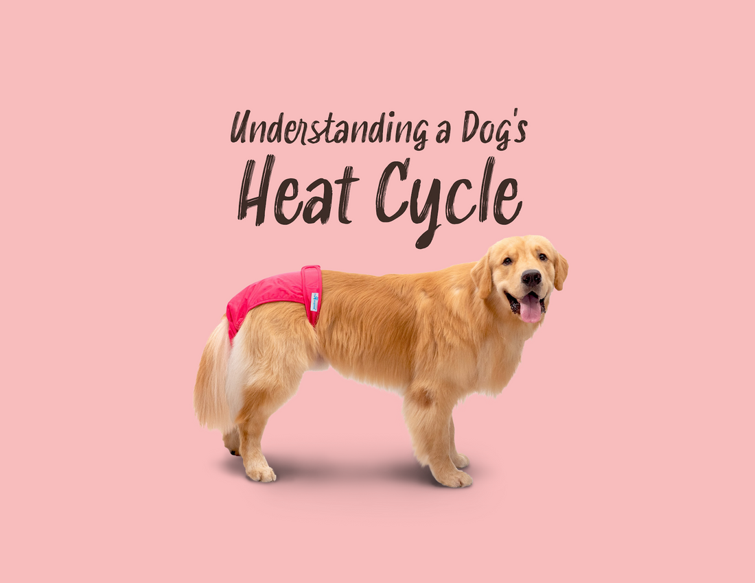 Understanding a Dog's Heat Cycle