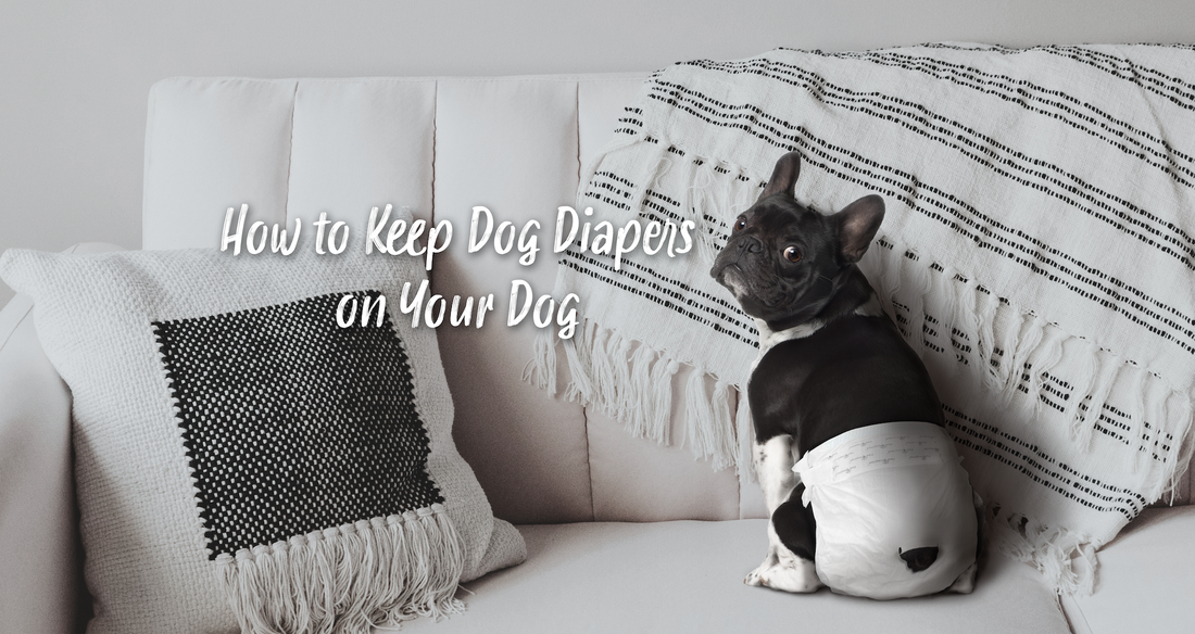 How to Keep Dog Diapers on Your Dog