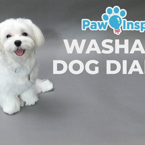 Promotional video for Paw Inspired® Washable Dog Diapers, showcasing leakproof, washable, eco-friendly diapers for small dogs with incontinence, training needs, or marking habits.