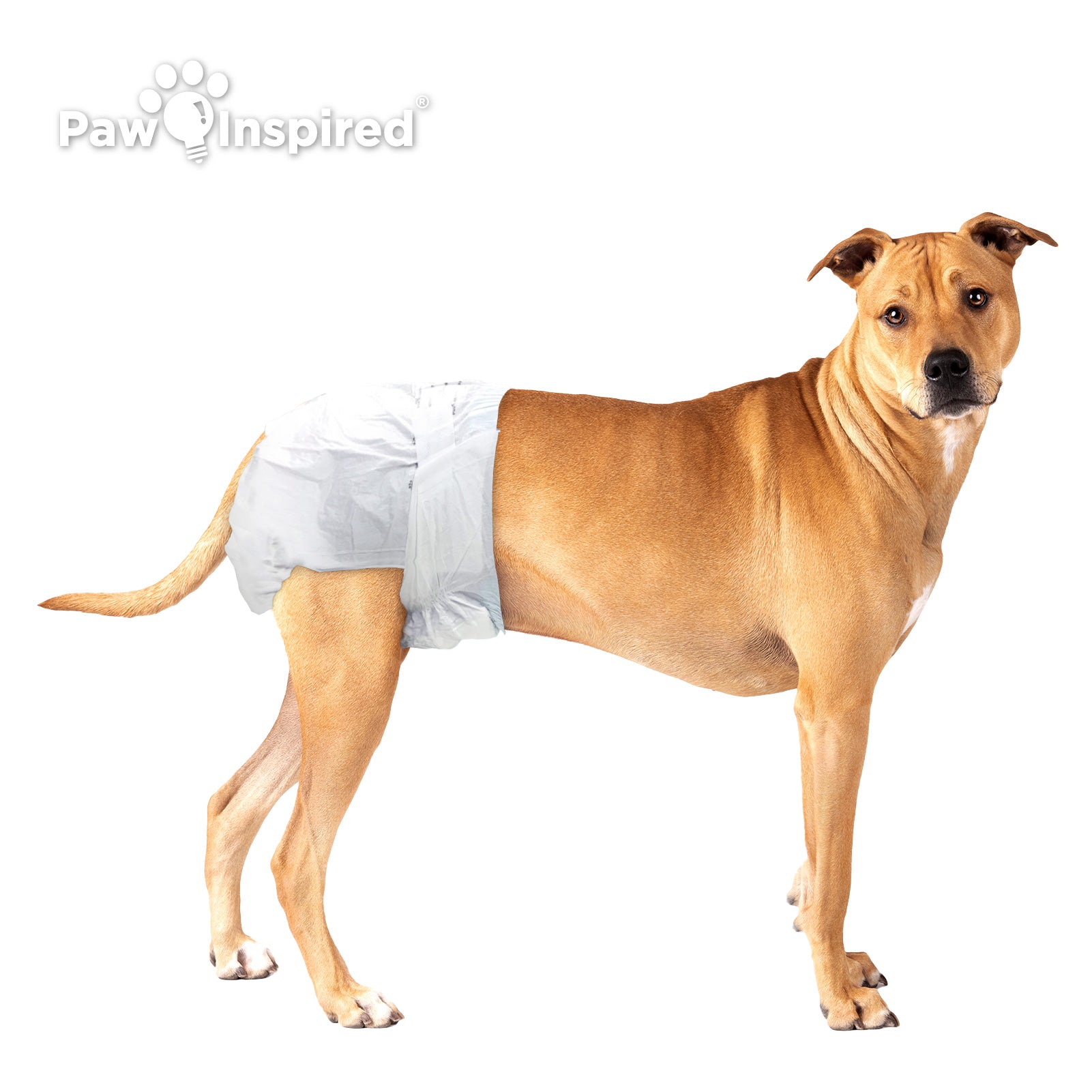 Paw Inspired Disposable Dog Diapers paw-inspired-disposable-dog-diapers